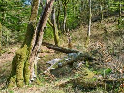 IMGP7374_HDR5_Naturligt_forfald